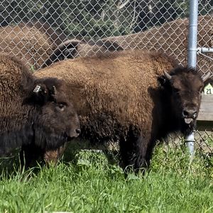 Golden Gate Park Bison New 2020