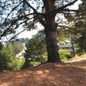 Trees and brush at 29th and Diamond Open Space
