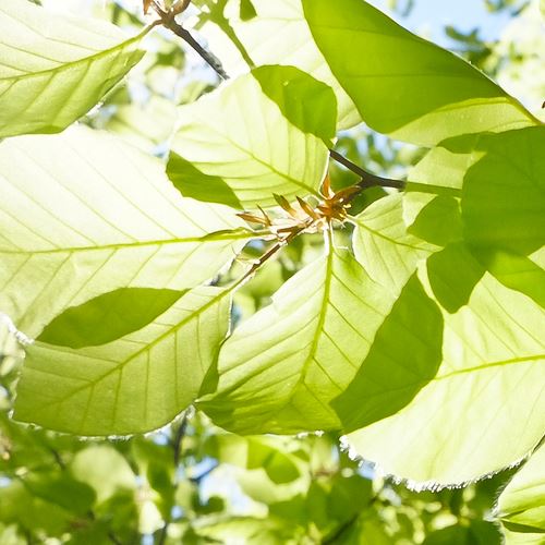 Sunlight in tree leaves