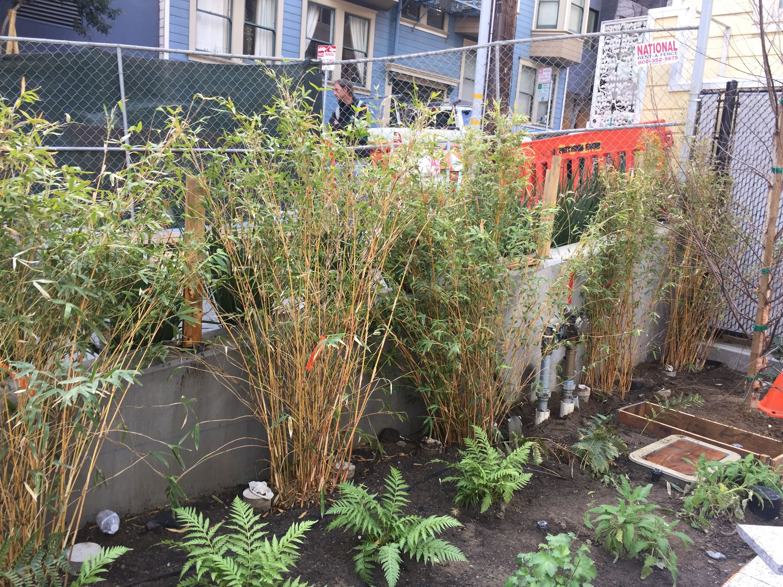 This is a view of one of the planter beds at Guy Place with several species of plants 