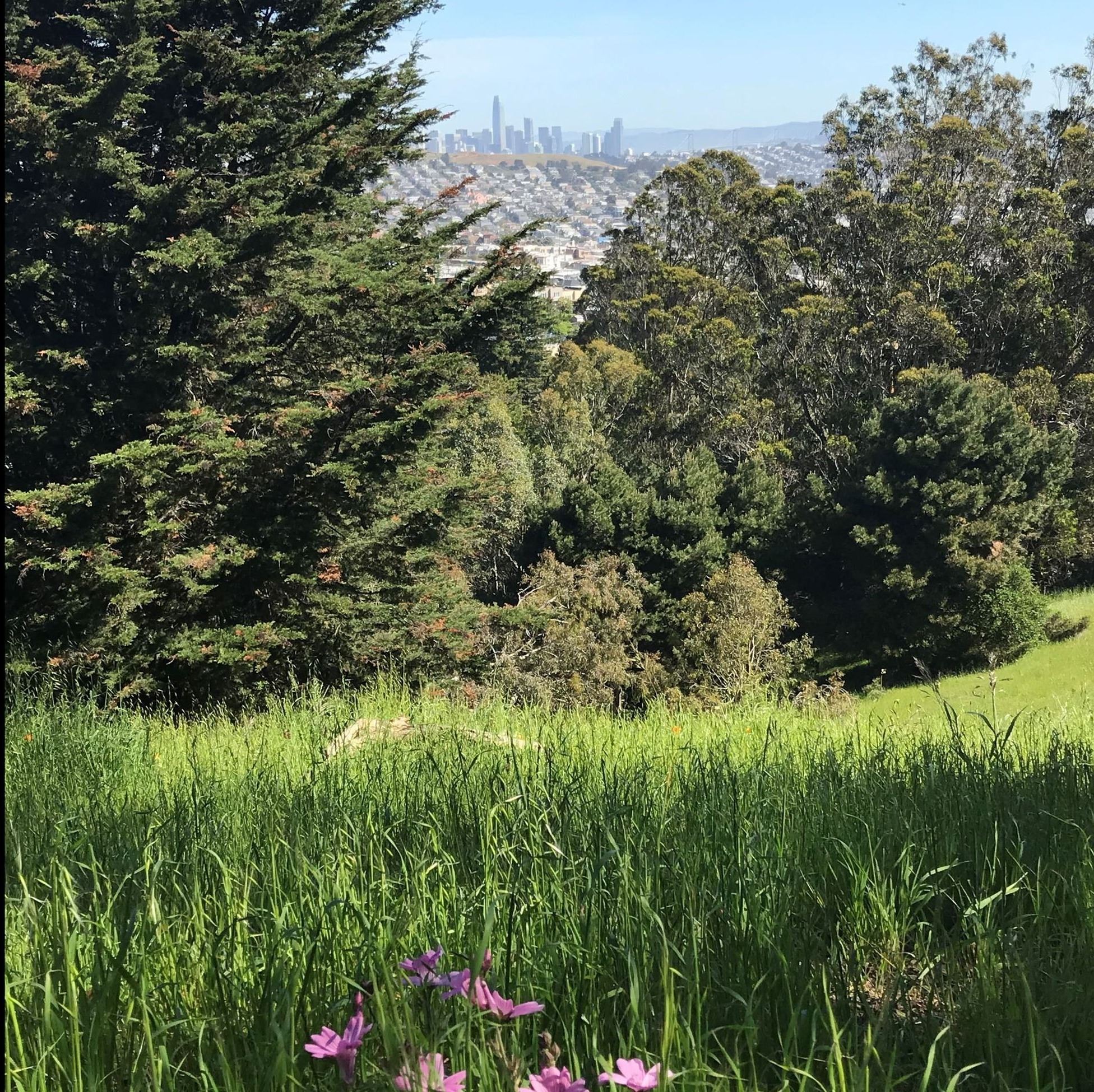 McLaren Park photo of Sidalcea plants, trees, and San Francisco City Skyline