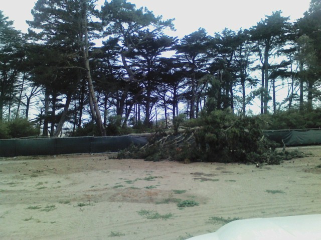 KellyCornell_0601200951_treeFellIntoDPA