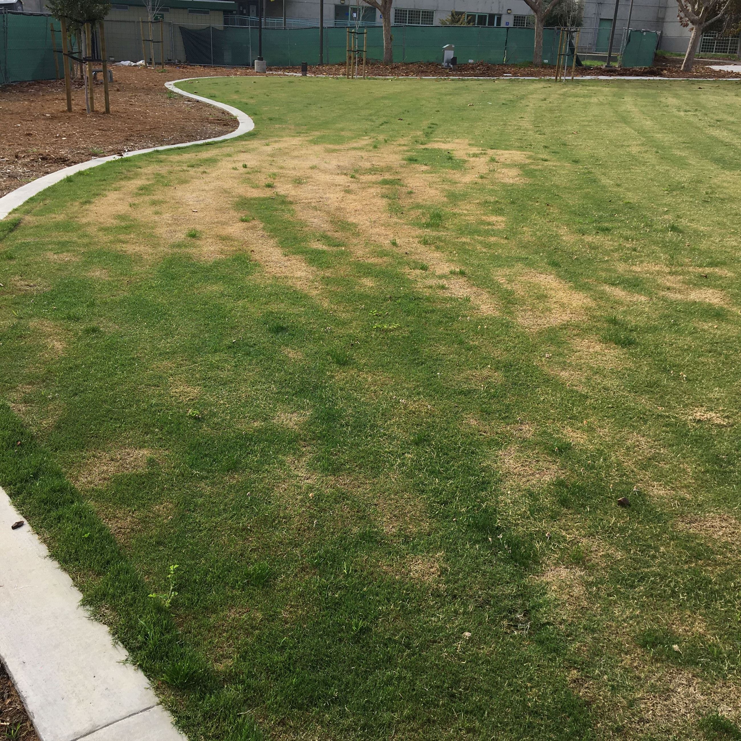 Lawn area with planter filled with mulch and trees to the left of cement curb.