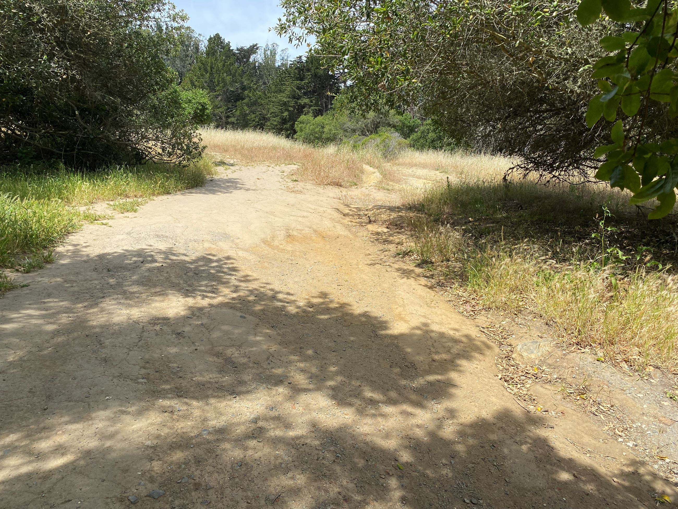 A dirt pathway with trees and shrubs on either side in McLaren Park.