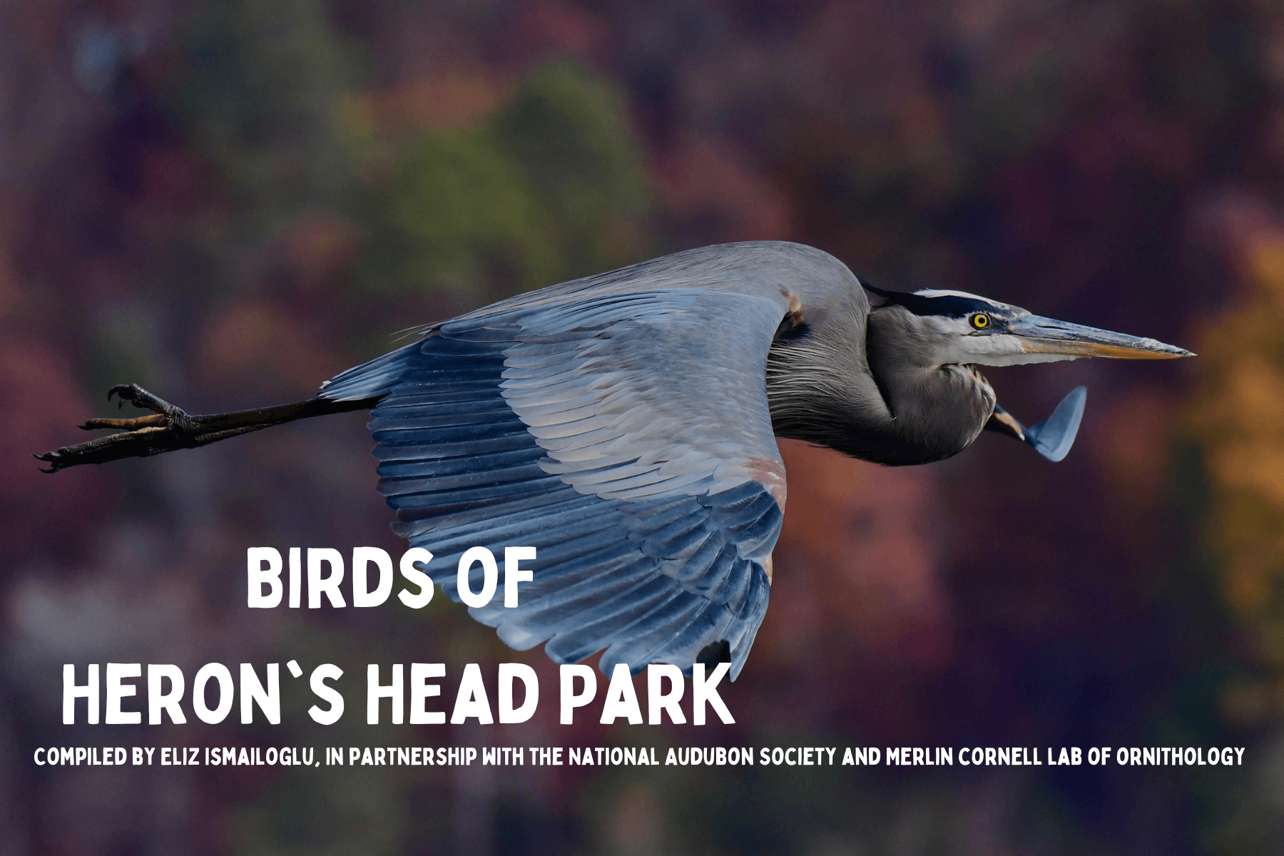 Birds of Herons Head Park Opens in new window