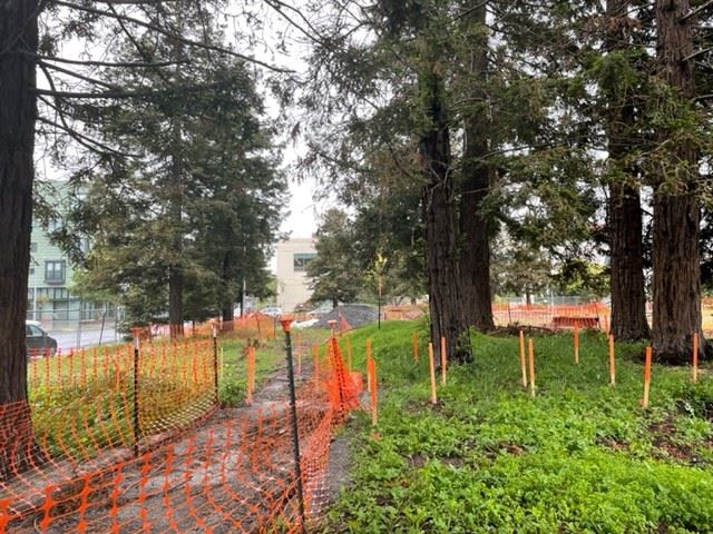 Tree protection fencing and preliminary staking for tree protection decking at Esprit Park