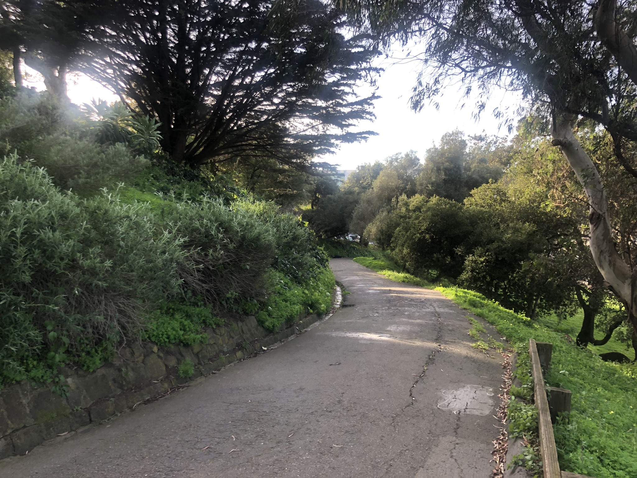 Buena Vista path under trees and around a hillside