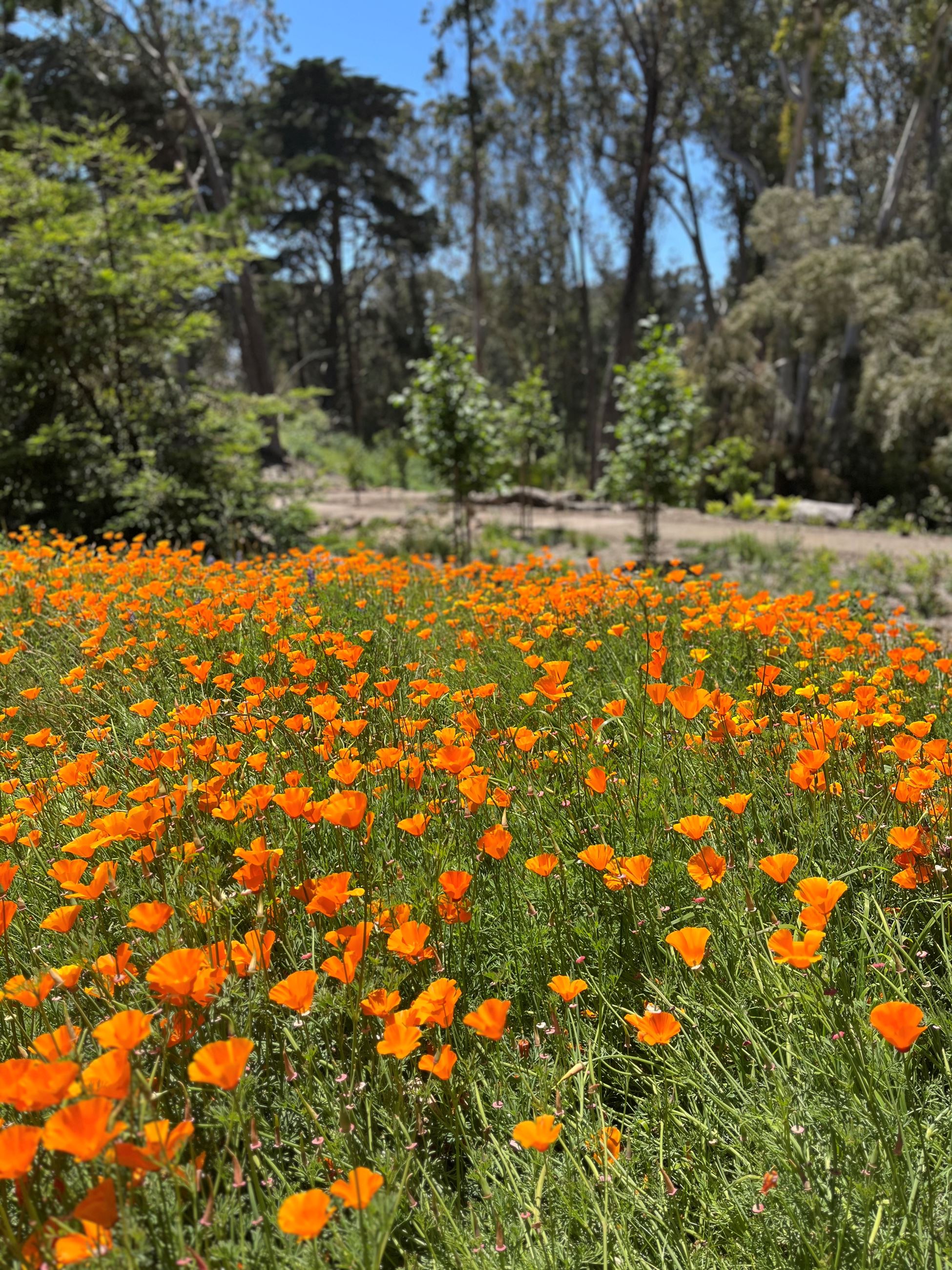 IMG_E56A patch of orange wildflowers