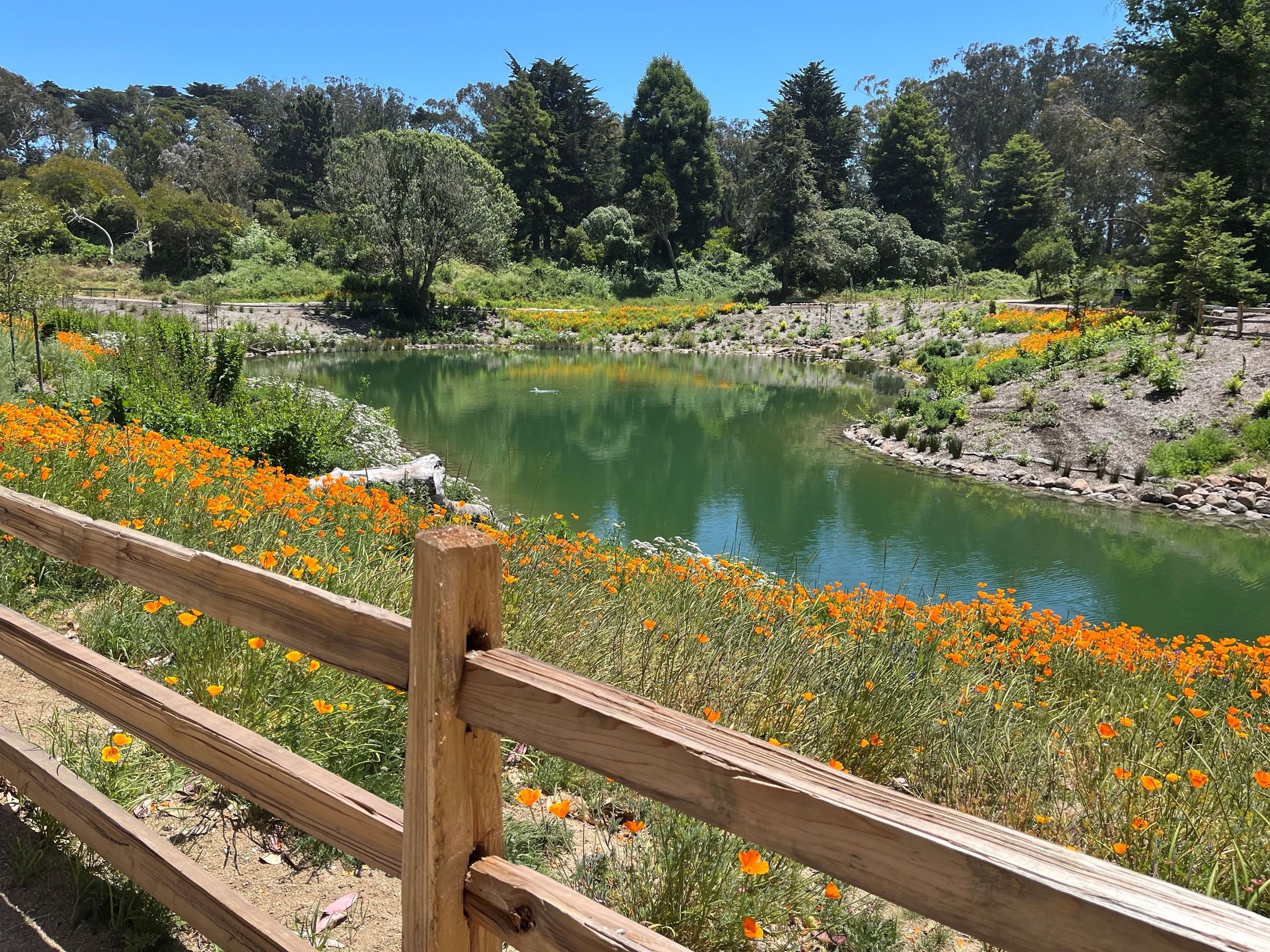 IMG_56A patch of orange wildflowers bordering a Lake