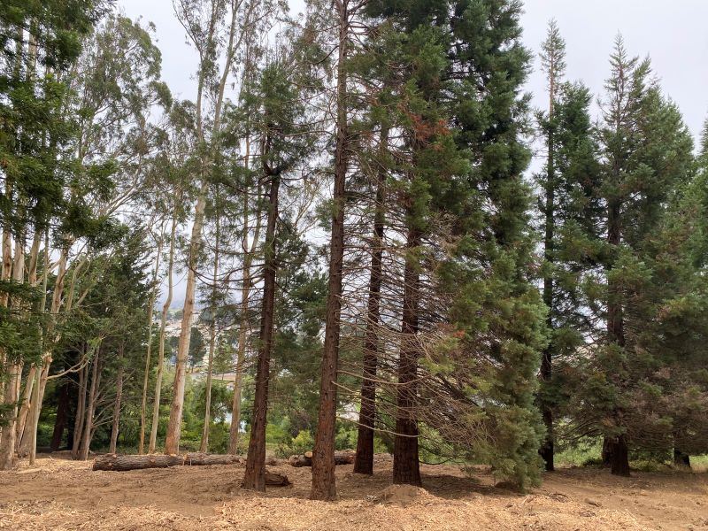 Trees on McLaren University Hill