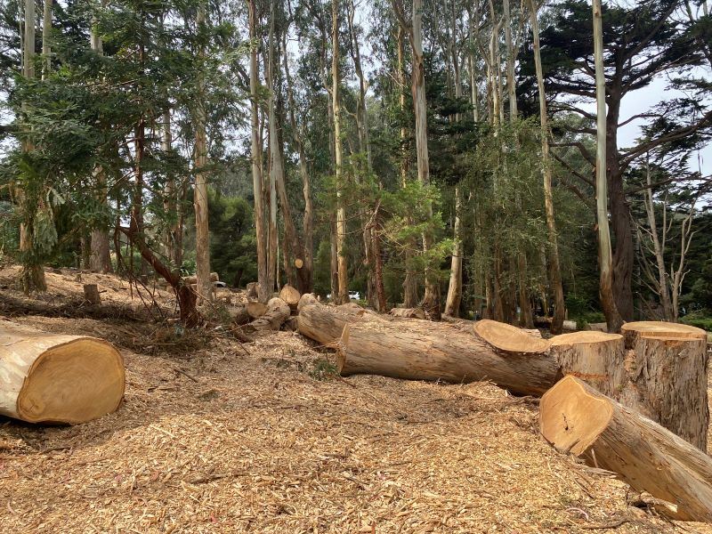 Cut trees on the ground