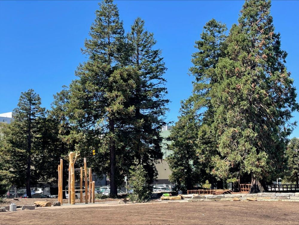 Trees and new adult exercise equipment
