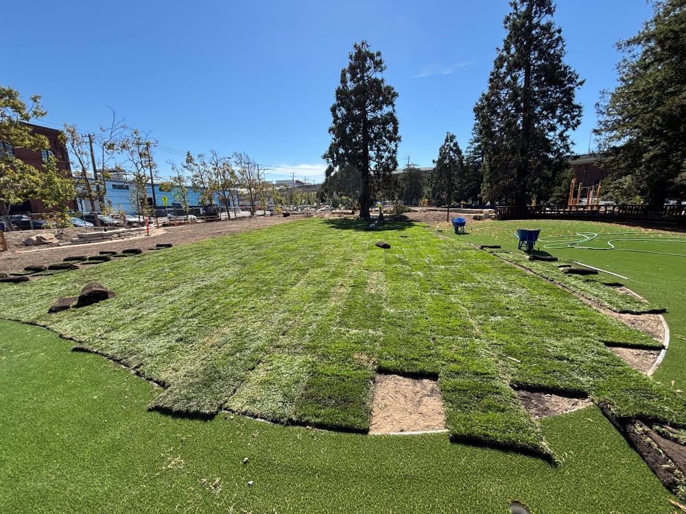 Esprit construction September 2024 - rolls of sod about to be installed