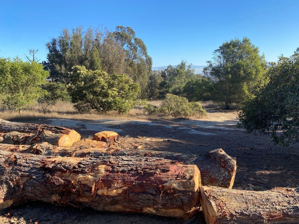 McLaren Tree Work (2) - October 2024