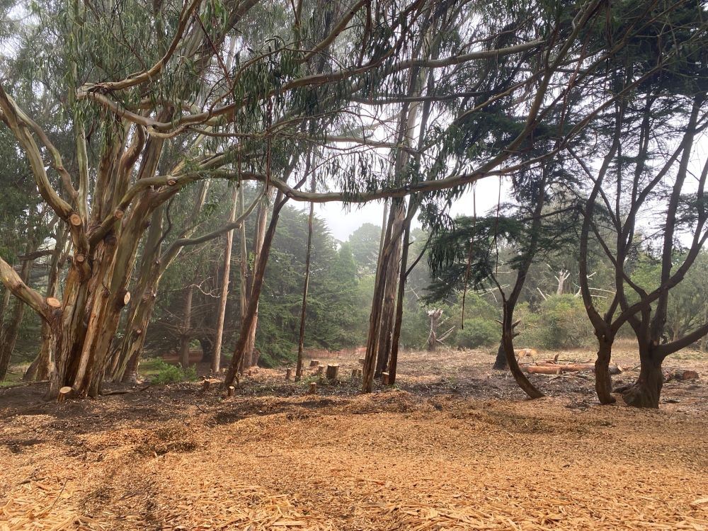 McLaren Tree Work (3) - October 2024