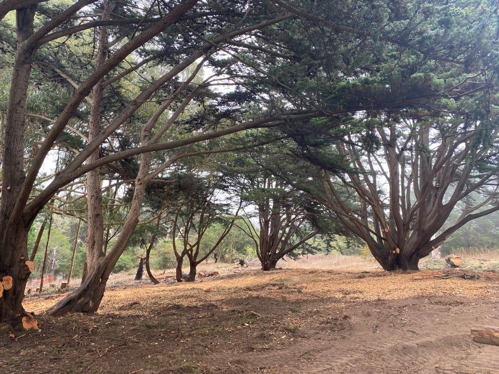 McLaren Tree Work (1) - October 2024