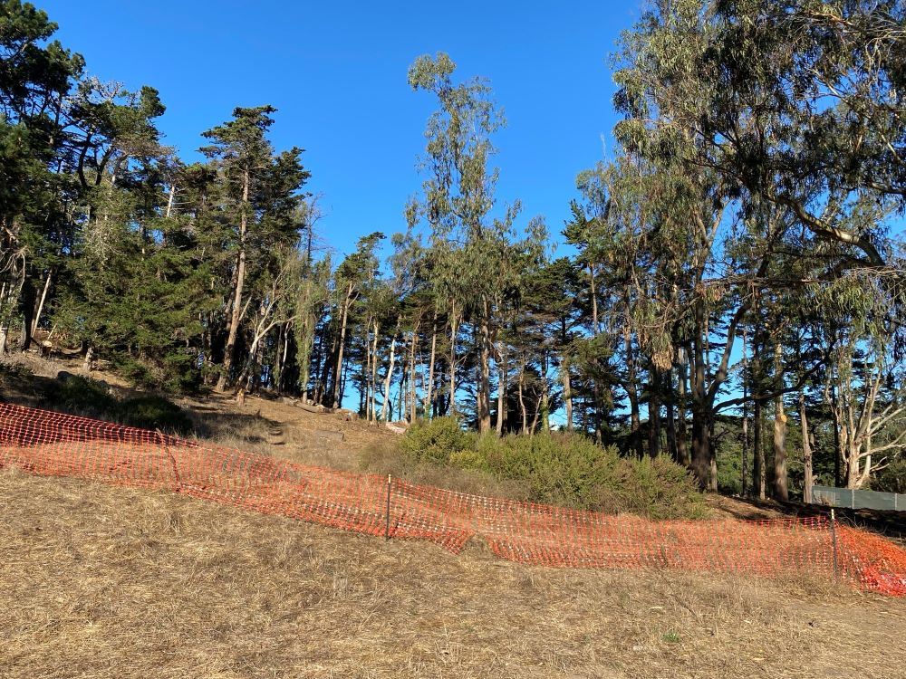 Trees and construction fence