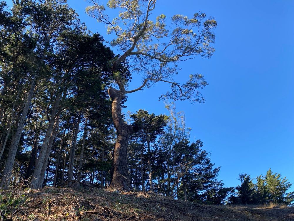 Tree canopy and tree work in progress