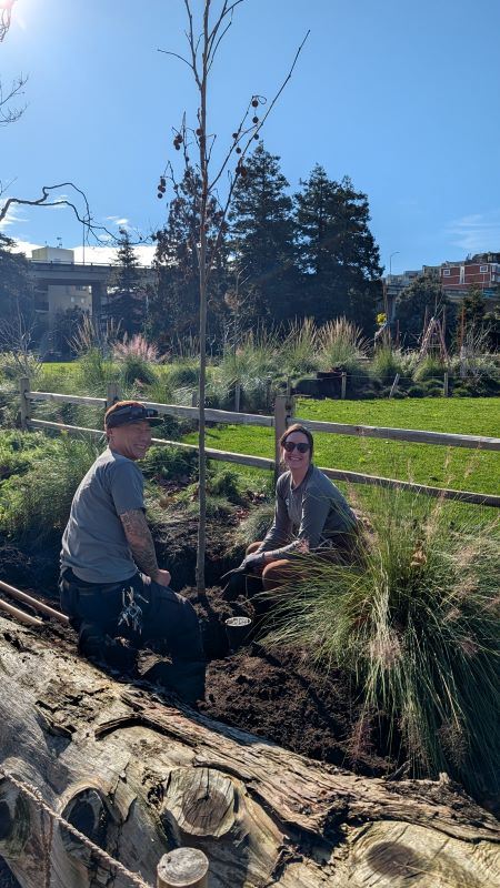 20260107 Esprit Park tree replacement January 2026 (2)