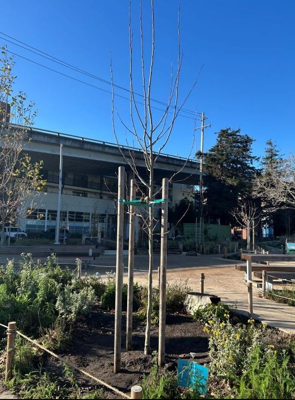 20260107 Esprit Park tree replacement January 2026 (1)