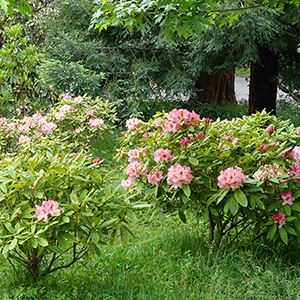 Rhododendrons