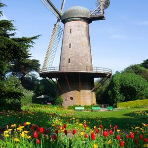Tulip garden in front of stone windmill