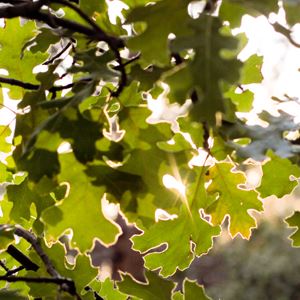 Sunlight shining through tree leaves
