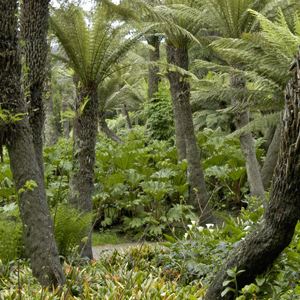 tree fern dell